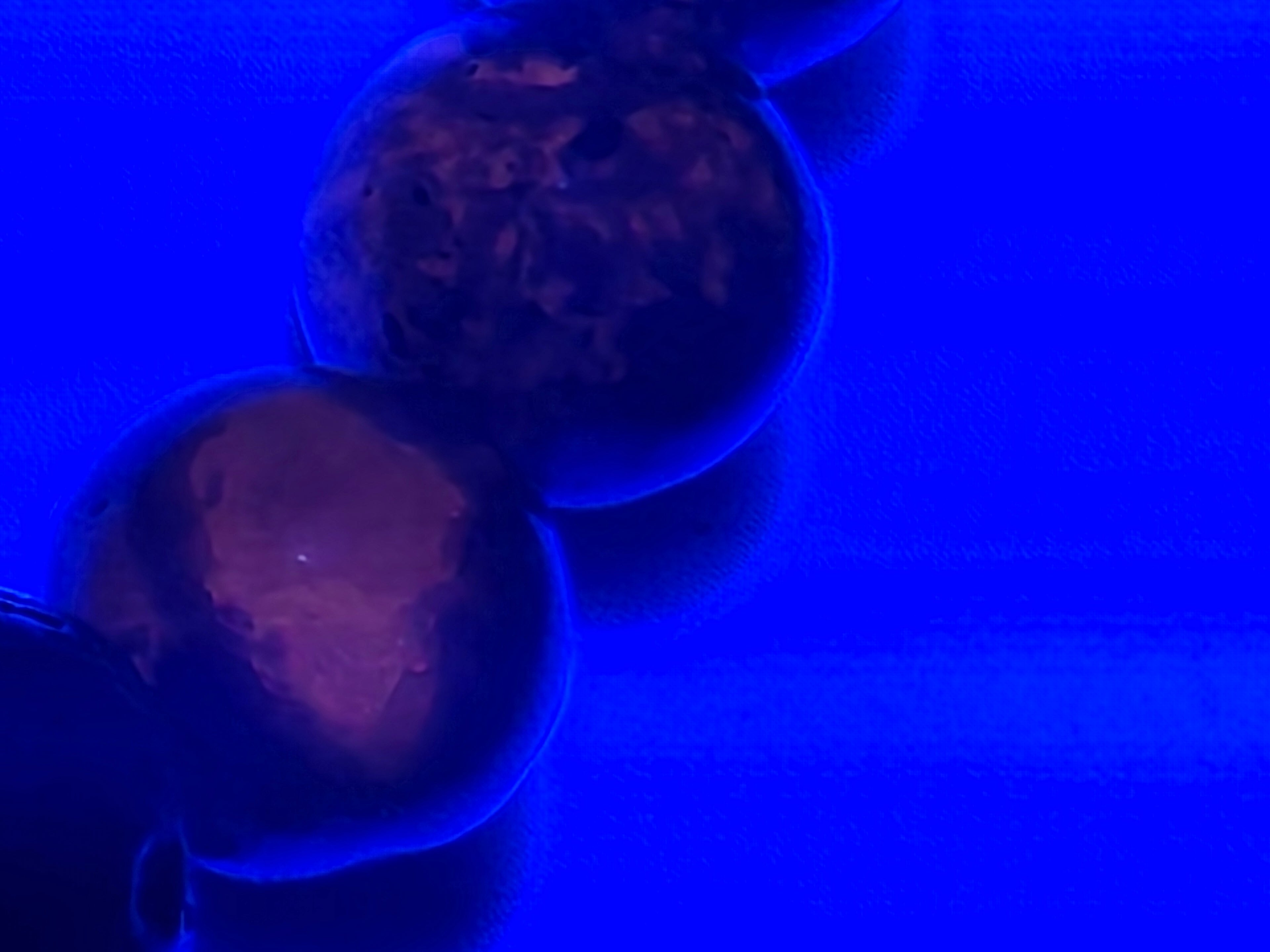 Fire & Lava Adjustable Bracelet  Grounding • Inner Fire • Protection